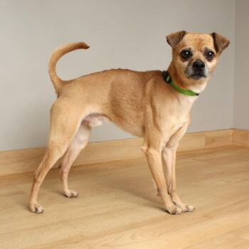 Chihuahua Dogs Available for Adoption - Simon D68089 | PetCurious