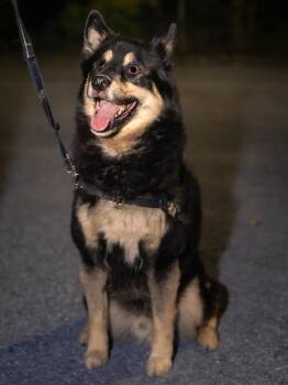 Rescue Pomsky Dogs for Adoption in Laval, Quebec - Cooper | PetCurious