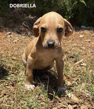 Hound Dogs Available for Adoption in Washington, Georgia - Dobriella | PetCurious