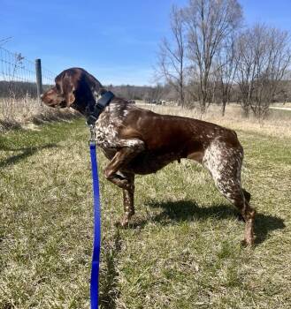 German Shorthaired Pointer Dogs Available for Adoption in Chelsea, Michigan - Available For Adoption - Jenna (WI, USA) | PetCurious