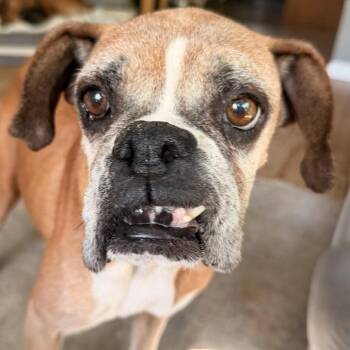Nan (Granny Smith) -  Boxer Dog for Adoption in Woodinville, Washington - Nan (Granny Smith) | PetCurious
