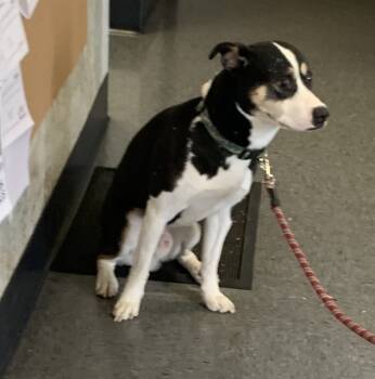 Rescue Australian Kelpie and Mixed Breed Dogs for Adoption in Casper, Wyoming - CHARLES | PetCurious