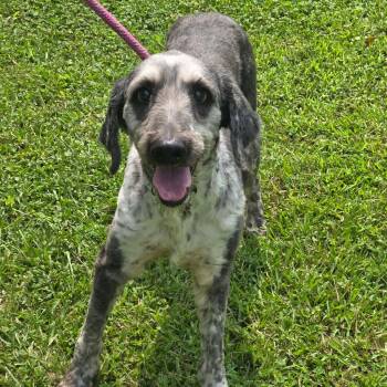 Gaston -  Sheepadoodle Dog for Adoption in Tylertown, Mississippi - Gaston | PetCurious