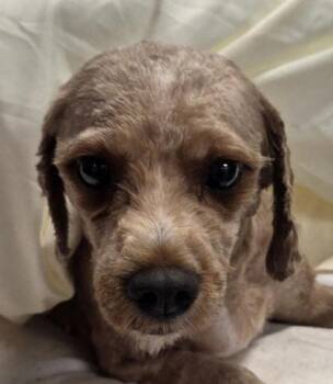 Bianca -  Cavalier King Charles Spaniel and Poodle Dog for Adoption in Malvern, Pennsylvania - Bianca | PetCurious