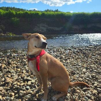 Terrier Dogs Available for Adoption in San Diego, California - Desert | PetCurious