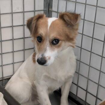 Kipper -  Spaniel Dog for Adoption in Chico, California - Kipper | PetCurious