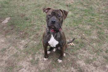 Pit Bull Terrier and Mixed Breed Dogs Available for Adoption in Kansas City, Missouri - Frank | PetCurious