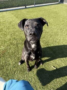 Daisy -  Mixed Breed Dog for Adoption in Lafayette, Indiana - Daisy | PetCurious