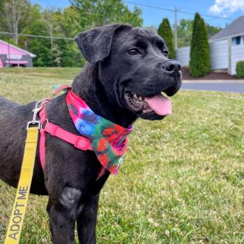 Cane Corso and Mixed Breed Dogs Available for Adoption in Lyndhurst, Virginia - Cleo | PetCurious