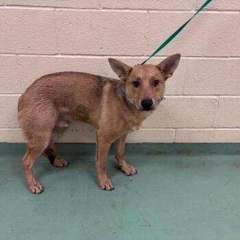 Mixed Breed Dogs Available for Adoption in Memphis, Tennessee - Onyx | PetCurious