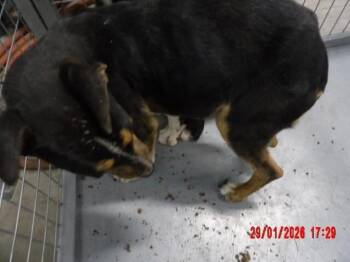 Mixed Breed Dogs Available for Adoption - Flora | PetCurious