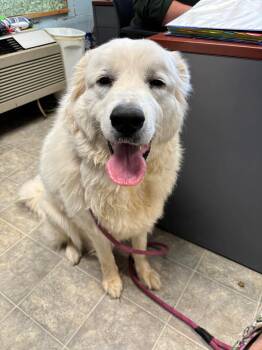Great Pyrenees Dogs Available for Adoption in Rustburg, Virginia - Tilly - At Shelter | PetCurious