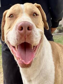 Pit Bull Terrier and Mixed Breed Dogs Available for Adoption in Riverside, California - BROWNIE | PetCurious