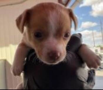 Chihuahua Dogs Available for Adoption in Thompson Falls, Montana - Venus | PetCurious