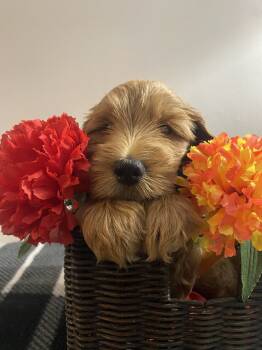 Tank -  Goldendoodle Dog for Adoption in Davidsonville, Maryland - Tank | PetCurious