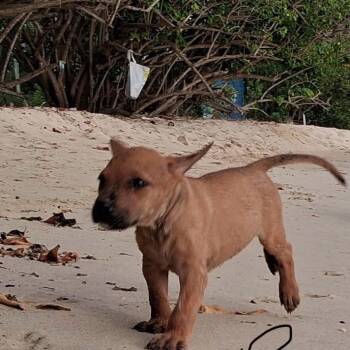 Pivot -  Mixed Breed Dog for Adoption in Frederiksted, St. Croix - Pivot | PetCurious