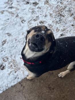 Labrador Retriever and Shepherd Dogs Available for Adoption in Bloomington, Indiana - Tonks | PetCurious