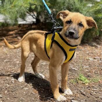 Martini -  Labrador Retriever and Mixed Breed Dog for Adoption in East Hampton, New York - Martini | PetCurious