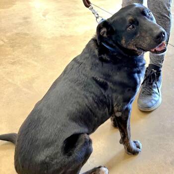 Mixed Breed Dogs Available for Adoption - Stockman | PetCurious