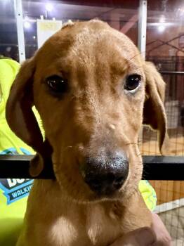 Daryll -  Labrador Retriever and Bloodhound Dog for Adoption in Madison Heights, Michigan - Daryll | PetCurious