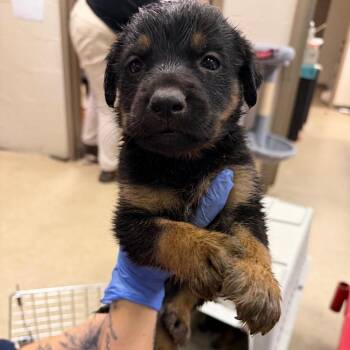 Conrad -  Shepherd Dog for Adoption in Birmingham, Alabama - Conrad | PetCurious