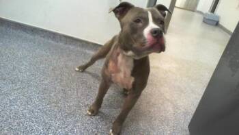 Pit Bull Terrier Dogs Available for Adoption - A1260287 | PetCurious