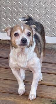 Rescue Chihuahua Dogs for Adoption in St. Augustine, Florida - Jax | PetCurious