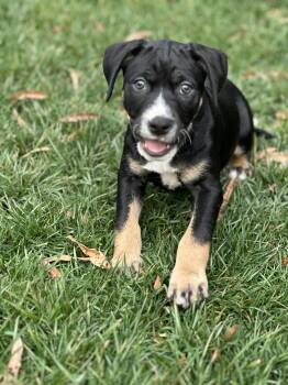 Boxer and Labrador Retriever Dogs Available for Adoption - Tkachuk | PetCurious