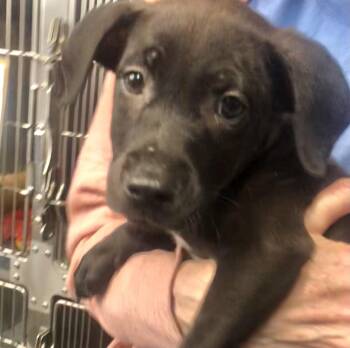 Labrador Retriever and Mixed Breed Dogs Available for Adoption in Parma, Ohio - Homer | PetCurious