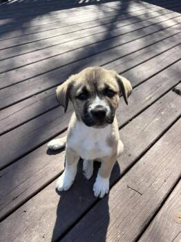 Anatolian Shepherd Dogs Available for Adoption in Rockland, Wisconsin - Jason | PetCurious