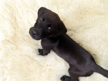 OAK -  Labrador Retriever and Mixed Breed Dog for Adoption in Fort Lauderdale, Florida - OAK | PetCurious