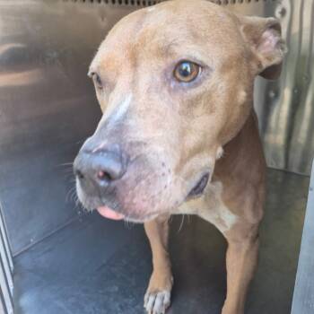 Rescue Mixed Breed Dogs for Adoption in Columbus, Georgia - Breezy | PetCurious