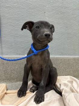 ED SHEERAN -  Labrador Retriever Dog for Adoption in Las Vegas, Nevada - ED SHEERAN | PetCurious