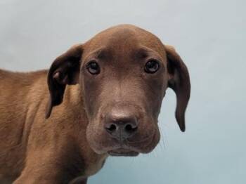Jalex -  Catahoula Leopard Dog and Mixed Breed Dog for Adoption in Golden Valley, Minnesota - Jalex | PetCurious