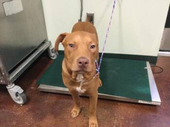 Rescue Pit Bull Terrier Dogs for Adoption in Thousand Palms, California - BUDDY | PetCurious