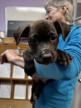 Titan -  Mixed Breed Dog Available for Adoption in West Chester, Pennsylvania - Titan | PetCurious