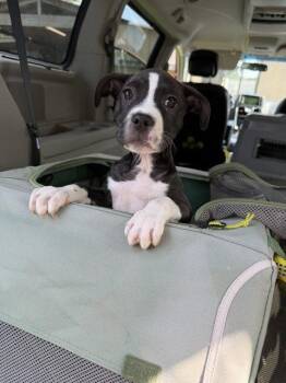 Bridget -  Hound Dog for Adoption in Union Beach, New Jersey - Bridget | PetCurious