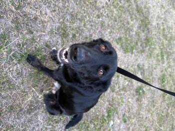 Shepherd and Labrador Retriever Dogs Available for Adoption - Scarlett | PetCurious