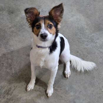 Rio -  Papillon and Terrier Dog for Adoption in Breese, Illinois - Rio | PetCurious