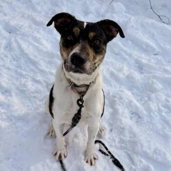 Australian Shepherd Dogs Available for Adoption in Syracuse, New York - Liberty | PetCurious