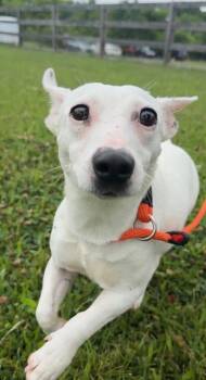 Jolly -  Mixed Breed Dog for Adoption in Quakertown, Pennsylvania - Jolly | PetCurious