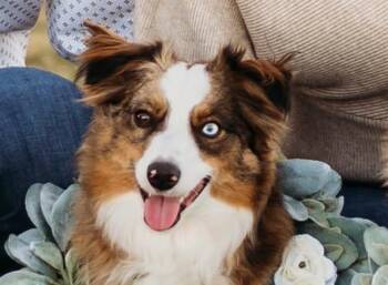 Brinley The Baller -  Australian Shepherd Dog for Adoption in Corpus Christi, Texas - Brinley The Baller | PetCurious