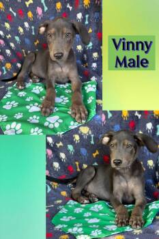 Vinny -  Mountain Cur Dog for Adoption in Manchester, Connecticut - Vinny | PetCurious
