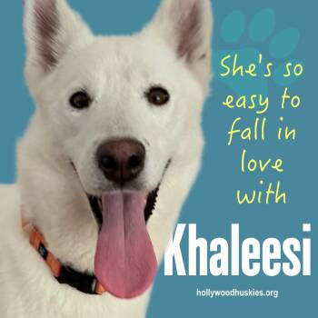 Khaleesi -  Siberian Husky Dog for Adoption in Los Angeles, California - Khaleesi | PetCurious