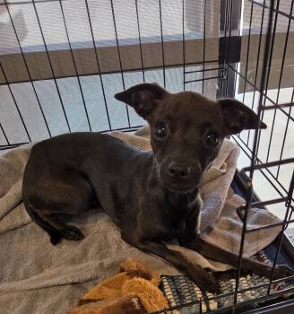 Prinprin -  Chihuahua Dog for Adoption in Oakdale, California - Prinprin | PetCurious