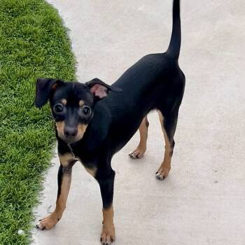 Rescue Miniature Pinscher Dogs for Adoption in Chandler, Arizona - Eenie | PetCurious
