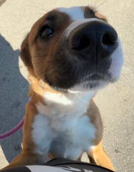 Basenji Dogs Available for Adoption - Bently | PetCurious