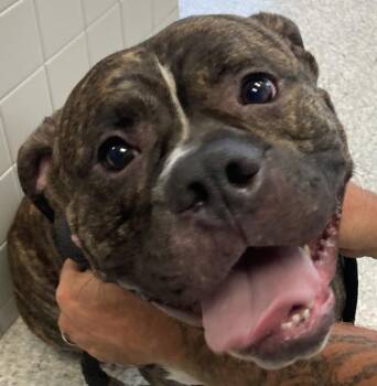 Floki -  Bullmastiff Dog for Adoption in Des Moines, Iowa - Floki | PetCurious