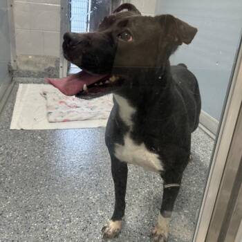 Melina -  Pit Bull Terrier Dog for Adoption in Charlottesville, Virginia - Melina | PetCurious