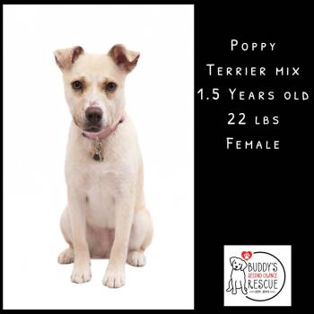 Terrier Dogs Available for Adoption - Poppy | PetCurious